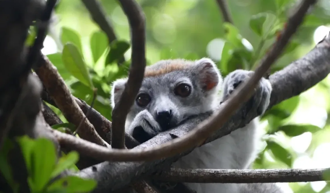 Animale unice în Madagascar: ce specii nu pot fi întâlnite nicăieri altundeva în lume?