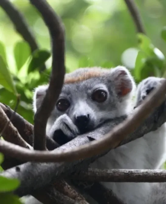 Animale unice în Madagascar: ce specii nu pot fi întâlnite nicăieri altundeva în lume?