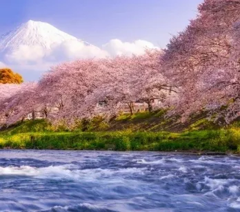 Cele mai înflorite locuri pe care le vei vedea în călătoriile noastre de primăvară în Japonia