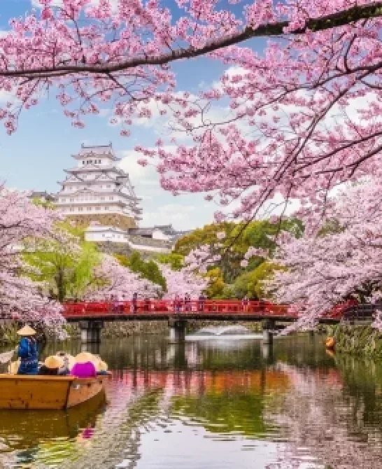 5 motive pentru care să mergi într-o excursie în Japonia în timpul florilor de cireș