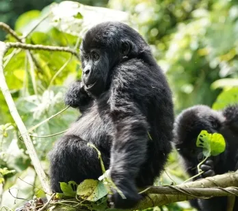 Gorilele de munte din Uganda: tot ce trebuie să știi înainte de o expediție